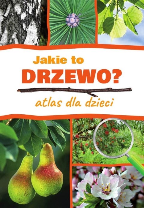 Atlas dla dzieci. Jakie to drzewo?